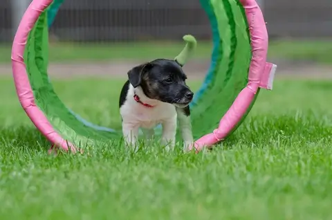 Agility Jack Russel 600x400