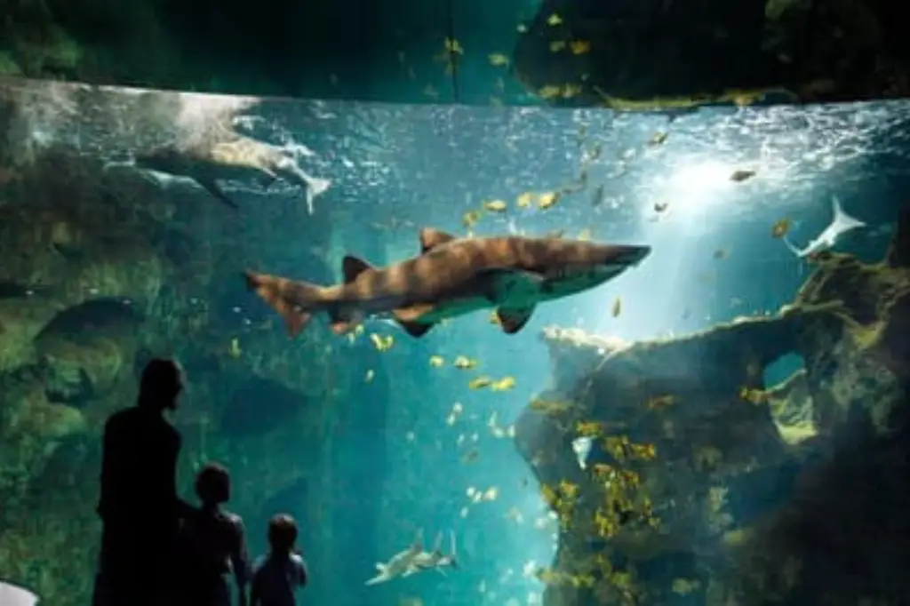 Silhouette de visiteurs, dont deux enfants, observant un grand requin nageant dans un immense bassin à l'Aquarium de La Rochelle, entouré de nombreux petits poissons jaunes dans une eau turquoise lumineuse.