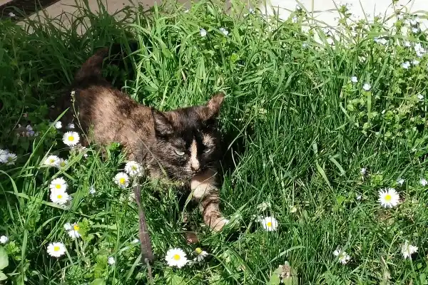 PBella, la chatte baroudeuse du Domaine d'Angély, explorant les sentiers et jardins de la propriété. Nommée responsable des balades, elle incarne la liberté et la connaissance du terrain à Saint-Jean-d'Angély.