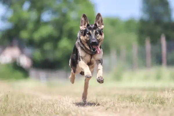 Photo d'un Berger Allemand en pleine course, bondissant joyeusement dans un grand parc de détente en herbe, illustrant la liberté au Domaine d'Angély à Saint-Jean-d'Angély.