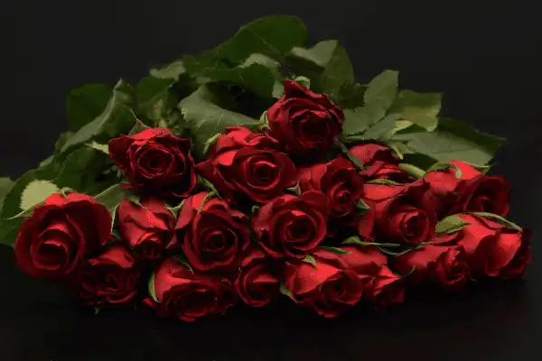 Coffret floral comprenant un grand bouquet de roses rouges fraîches aux tiges feuillues posé sur un fond noir, destiné à la décoration romantique avec pétales de roses au sol pour le gîte du Domaine d'Angély.