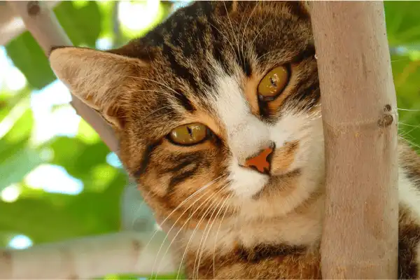 Un chat serein au Domaine d'Angély qui observe la nature en sécurité.