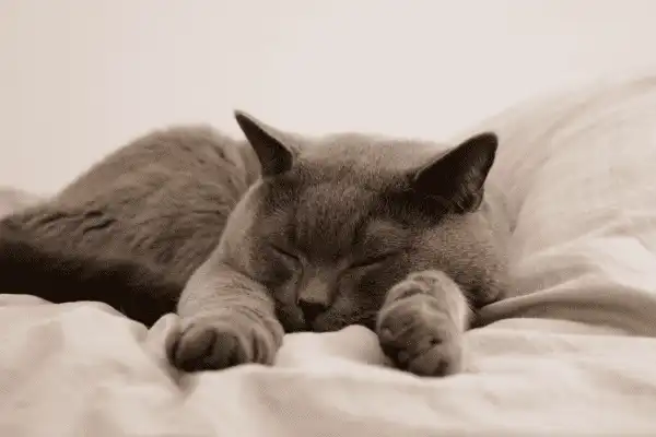 La sécurité et le confort du Domaine d'Angély, vos chats vont s'en souvenir.