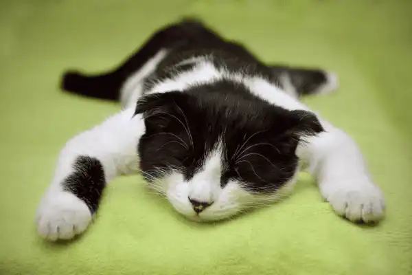 Un chat marrant qui dort tranquillement sur le ventre au Domaine d'Angély.