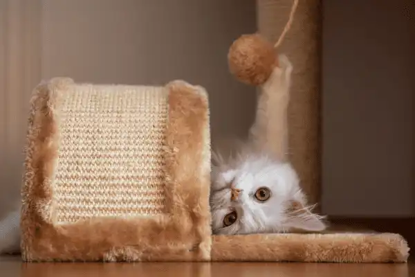 Chat qui se relaxe en jouant sur un griffoir au Domaine d'Angély.
