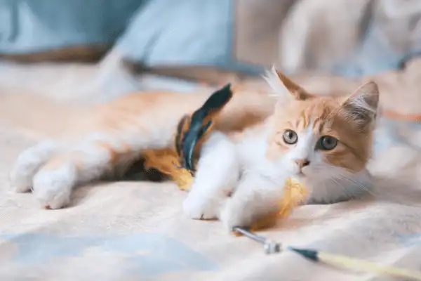 Un chat détendu qui joue avec une plume au Domaine d'Angély.