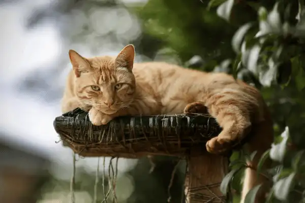 Un chat qui observe détendu son environnement en hauteur depuis son enclos extérieur privatif grillagé.