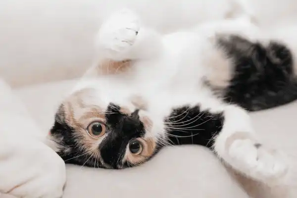 L'art de se prélasser : au Domaine d'Angély les chats dorment même sur le dos.