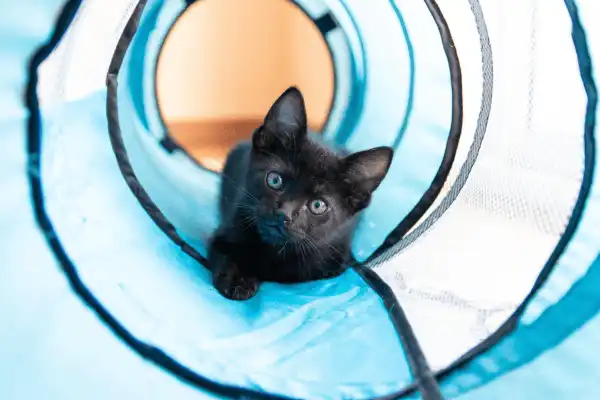 Un tunnel de jeu pour chat, un jouet ludique mais aussi une cachette pour se relaxer au Domaine d'Angély.