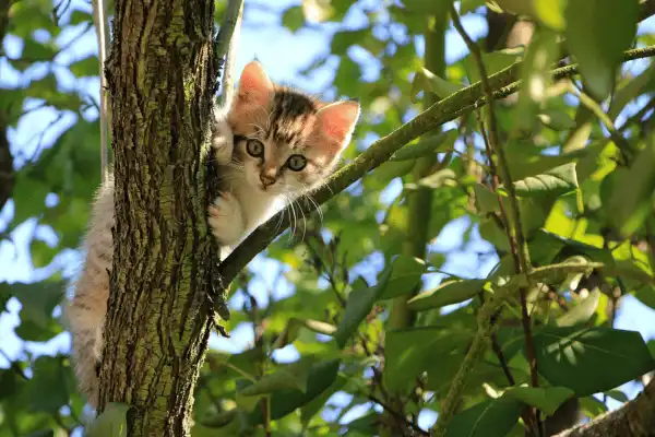 Un chaton qui observe son environnement en hauteur depuis son enclos extérieur privatif grillagé.