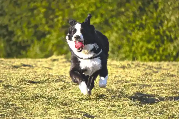 Photo de face d'un Bouvier Bernois en pleine course, bondissant joyeusement dans un grand parc de détente en herbe, illustrant la liberté au Domaine d'Angély à Saint-Jean-d'Angély.