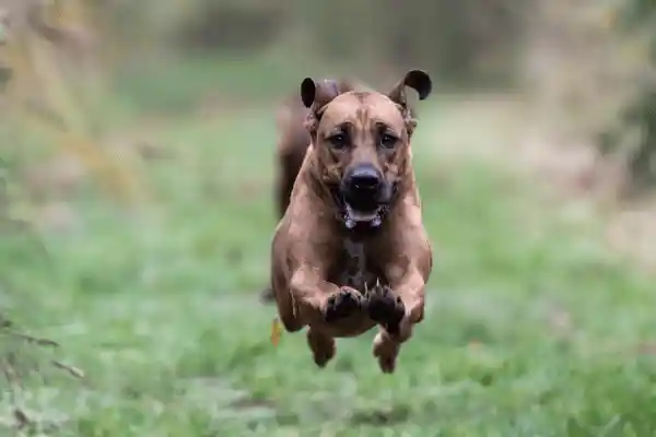 Gros plan d'un chien bondissant de face, en suspension au-dessus de l'herbe, illustrant l'exercice physique intense et la joie de courir au Domaine d'Angély.