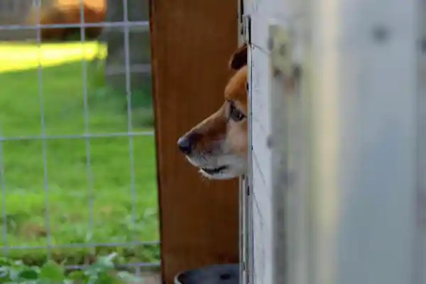 Gros plan d'un chien Rottweiler posant calmement sa tête entre deux rondins de bois à l'entrée de son chenil sécurisé au Domaine d'Angély, suggérant un repos serein.