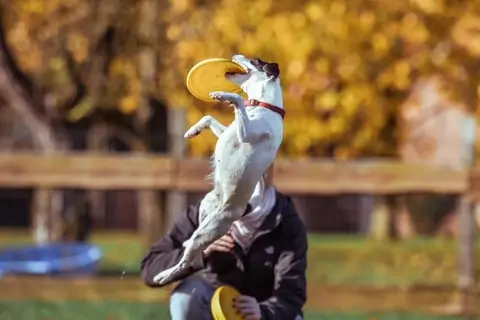 Frisbee dog 600x400