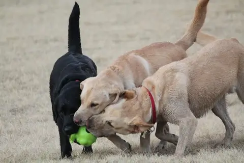 Jeu 3 chiens 600x400