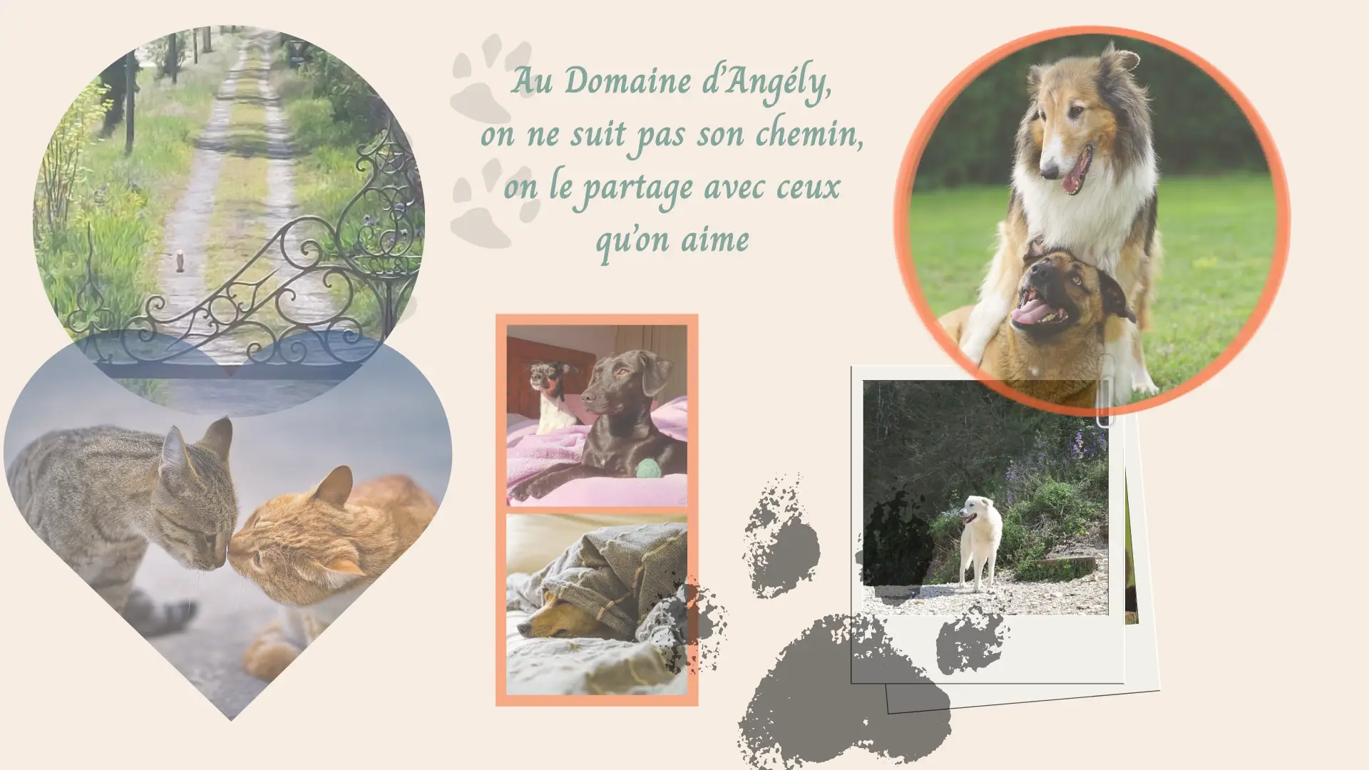 Montage photo du Domaine d'Angély montrant des chiens et des chats complices, un chemin de campagne et le message : Au Domaine d'Angély, on ne suit pas son chemin, on le partage avec ceux qu'on aime.