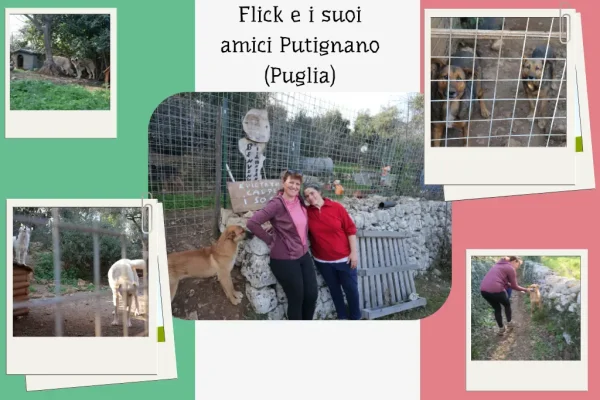 Montage de photos de chiens de l'association italienne Flick e i suoi amici