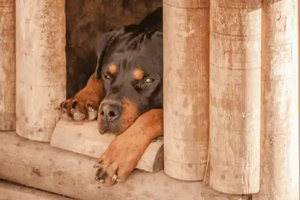 Chien Rottweiler paisiblement endormi sur un gros coussin gris confortable à l'intérieur d'un hébergement sécurisé au Domaine d'Angély.