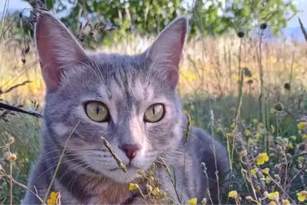 Portrait de Vénus, la chatte rescapée de Grèce, posant fièrement en tant que responsable de l'accueil du Domaine d'Angély à Saint-Jean-d'Angély, prête à saluer les visiteurs.