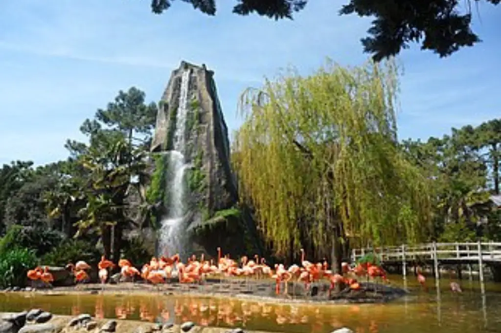 Des flamands roses s'alimentant dans un vaste enclos au pied du Rocher au Zoo de La Palmyre, avec des visiteurs les observant depuis un sentier ombragé dans la pinède.