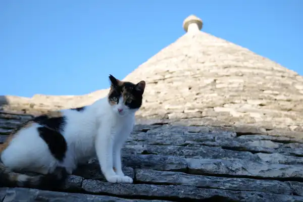 Un magnifique chat tricolore blanc, noir et roux, assis sur le toit en lauzes grises d'un Trullo traditionnel à Alberobello, Italie. En arrière-plan, le toit conique emblématique en pierre sèche se détache sur un ciel bleu pur des Pouilles. Photo de voyage illustrant l'harmonie entre les chats et l'architecture italienne.