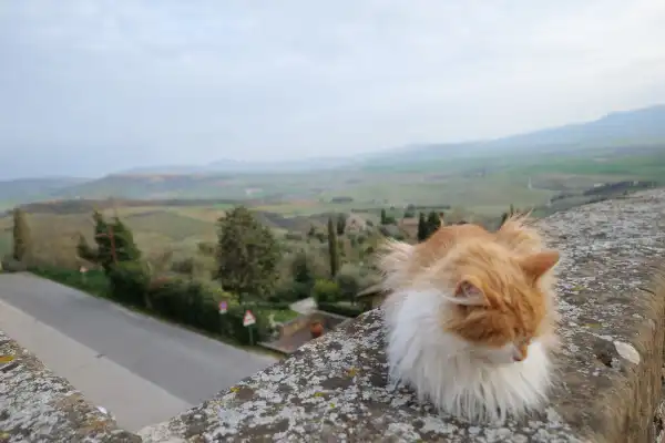 Un magnifique chat domestique à poils longs roux et blancs, enroulé et dormant paisiblement sur un vieux muret de pierre calcaire en Toscane, Italie. Ses longs poils blancs sont agités par le vent du matin. En arrière-plan, une vue panoramique époustouflante sur les collines toscanes verdoyantes et douces, avec une petite route sinueuse. Photo de voyage bucolique et esthétique prise lors d'un roadtrip.