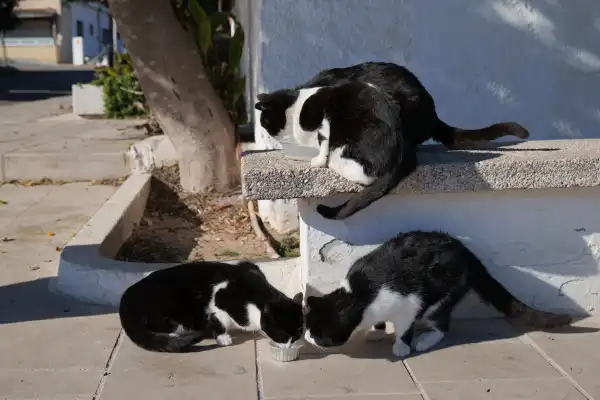 Quatre chats de rue noirs et blancs en Grèce, mangeant des croquettes dans des gamelles improvisées sur un trottoir ensoleillé. Deux chats sont sur un muret blanc et deux autres sont au sol. Scène de nourrissage d'animaux errants lors d'un voyage en Grèce. Photo authentique illustrant le sauvetage et l'aide aux animaux en détresse.