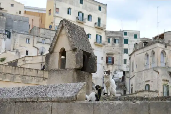 Deux chats domestiques, l'un blanc et noir assis et l'un noir couché, jouant et se prélassant sur un vieux mur en pierre calcaire au premier plan. En arrière-plan, l'architecture complexe, étagée et ancienne en pierre claire de la ville historique de Matera, Italie (Basilicata). Photo de voyage prise lors d'un roadtrip en Europe.