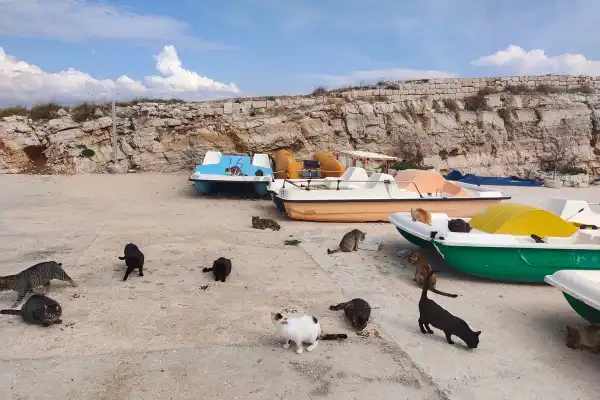 Colonie de chats errants vivant sur une aire de mise à l'eau en bord de mer, près de la ville de Polignano a Mare, Pouilles, Italie. On voit plusieurs chats domestiques tigrés et noirs déambuler entre des pédalos colorés (bleu, blanc, vert) et un quai en béton, au pied de falaises calcaires. Photo prise lors d'un roadtrip en Europe.
