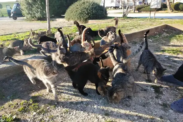 Colonie de chats errants affamés se rassemblant sur un parking gravillonné près des sources chaudes de Saturnia, Italie, pendant un roadtrip. On voit un grand nombre de chats domestiques de toutes couleurs (tigrés, noirs) s'approcher d'une main humaine pour être nourris au lever du soleil.