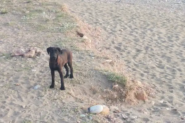 Un jeune chien noir élancé, debout sur une plage de sable et de galets dans le Péloponnèse, en Grèce. Le chien regarde l'objectif avec prudence depuis une zone de végétation sèche. Photo de voyage capturant la rencontre avec un animal sauvage et craintif lors d'un roadtrip en Europe.