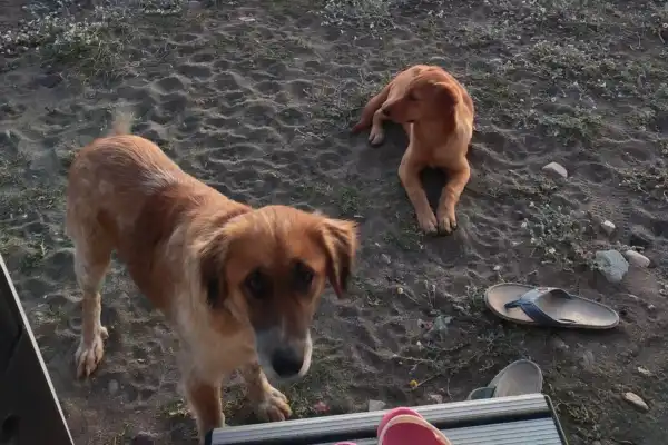 Une chienne croisée de taille moyenne au pelage roux et sa petite, couchée sur le sable gris d'une plage du Péloponnèse en Grèce. La mère regarde l'objectif avec douceur près du marchepied d'un camping-car. Scène de rencontre et de nourrissage de chiens errants lors d'un roadtrip en Europe.