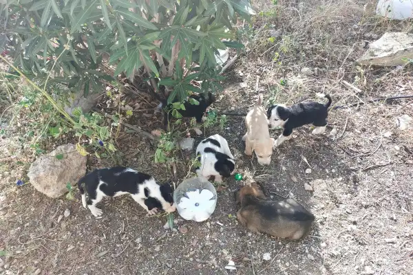 Une portée de six chiots errants de différentes couleurs (noirs et blancs, beige, brun) rassemblés autour d'une écuelle d'eau et de nourriture improvisée à l'ombre d'un arbuste. Scène capturée près du canal de Corinthe en Grèce. Les chiots sont sur un sol sec et caillouteux. Photo de protection animale lors d'un voyage en Grèce.