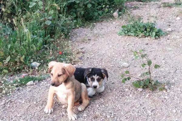 Deux jeunes chiots croisés assis sur un chemin de terre et de graviers en Grèce. L'un est de couleur sable avec le museau sombre, regardant vers la gauche, et l'autre est noir et blanc avec des sourcils feu, regardant droit vers l'objectif. Arrière-plan de végétation sauvage. Photo prise lors d'un roadtrip en Europe.