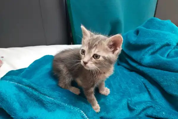 Vénus, un petit chaton femelle de 5 semaines tigré gris (tabby) avec de grands yeux, debout avec prudence sur un plaid en polaire bleu/vert vif. Photo prise juste après son sauvetage au bord de la route près du canal de Corinthe, Grèce, dans une forêt brûlée. Vénus est devenue la mascotte de notre pension féline et de nos chambres d'hôtes.
