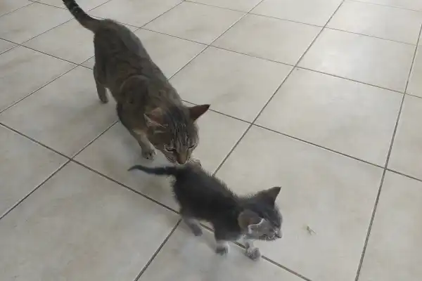 Un petit chaton gris tigré (Vénus) marchant sur un carrelage clair dans un cabinet vétérinaire en Grèce, suivi de près par une chatte adulte tigrée résidente. Scène de contrôle vétérinaire et premier vaccin pour un chaton sauvé lors d'un roadtrip en Europe.